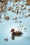 Mallard Duckling Swimming Alone through Sunlit Pond Water