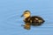 Mallard Duckling swimming in blue water, British Columbia, Canada