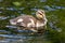 Mallard Duckling Wading in the Lake