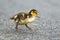 Mallard duckling walks across sidewalk.