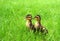 Mallard ducklings