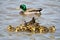 Mallard Ducklings