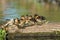 Mallard ducklings Anas platyrhynchos family huddle