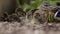 Mallard Ducklings (Anas platyrhynchos) sleeping with mum