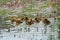 Mallard ducklings feeding in wetland pond