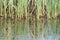 Mallard ducklings feeding in wetland pond