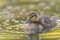 Mallard ducklings feeding in wetland pond