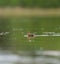 Mallard ducklings feeding in wetland pond