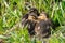 Mallard ducklings huddled together in spring sunlight
