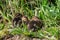 Mallard ducklings huddled together in spring sunlight