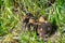 Mallard ducklings huddled together in spring sunlight