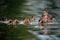 Mallard ducklings on lake