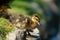 Mallard ducklings resting at lakeside