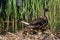 Mallard ducklings  resting in spring sunlight but staying close to mother duck