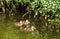 Mallard ducklings on the river Darwen.