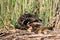 Mallard ducklings sleeping on a nest of reeds with mother duck keeping a watchful eye