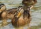 Mallard ducks