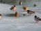 Mallard ducks Anas platyrhynchos gathering on ice