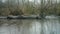 Mallard Ducks, Anas Platyrhynchos, in a Pond in a Swamp Wood in a Rainy day