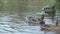 mallard ducks ( Anas platyrhynchos) swimming in the pond