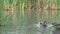 mallard ducks ( Anas platyrhynchos) swimming in the pond.