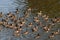 Mallard ducks, anas platyrhynchos on water