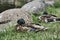 Mallard ducks on the banks of a pond