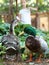 Mallard Ducks - Being Fed by Girl