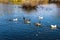 Mallard ducks and Canadian geese swimming in rippling blue lake water at Centennial Park in Nashville