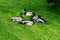 Mallard Ducks In Circle