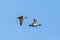 Mallard ducks couple anas platyrhynchos flying in blue sky