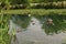 Mallard ducks and ducklings in Victoria Park in East London , England UK