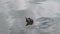 mallard ducks in the Eur lake in Rome
