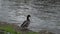 mallard ducks in the Eur lake in Rome