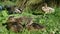 Mallard ducks family stay together at Botanical Garden, Christchurch