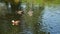 Mallard ducks family swim in the river at Botanical Garden, Christchurch