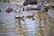 Mallard Ducks feed in the Arkansas River