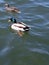 Mallard ducks female and male