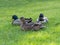 Mallard ducks female and male in grass