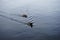 Mallard Ducks float down the Mueggelspree river. 12555 Berlin, Germany