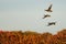 Mallard Ducks Flying Over the Autumn Countryside