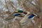 Mallard ducks flying over lake,closeup.