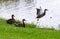 Mallard ducks flying from shore of lake