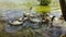 Mallard ducks and goose swimming in the lake/family of ducks swimming in the lake with green water