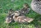Mallard ducks on grass cute young baby birds