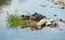 Mallard ducks having rest