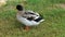 Mallard ducks at the Heritage folk village in Abu Dhabi, United Arab Emirates