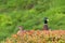 Mallard ducks, male and female in bushes