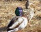 Mallard ducks male and female, Drake with blue feathered head in foreground. Brown female hen is walking in front