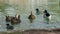 Mallard ducks, males and females, floating on water.